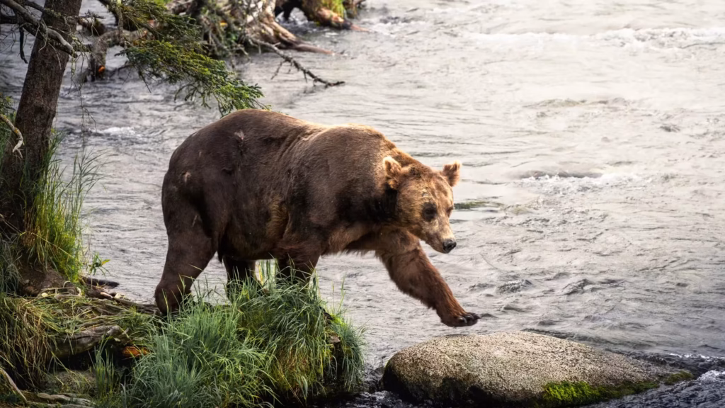 Grizzly Sighting Triggers Warnings on Vancouver Island