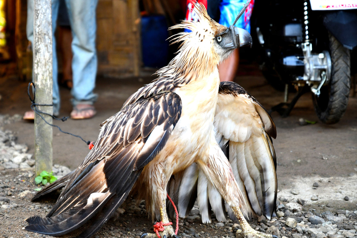 Bird of Prey Found Floating in Philippine Waters Gets Second Chance