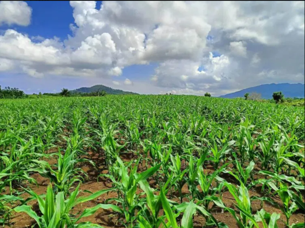 Romblon Farmers Prepare for El Niño and Drought Risks
